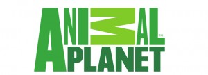 What Channel is Animal Planet on Dish Network? | Dish Network Animal